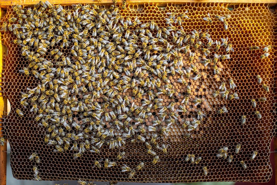 How Do You Harvest Honey: The Ultimate Guide